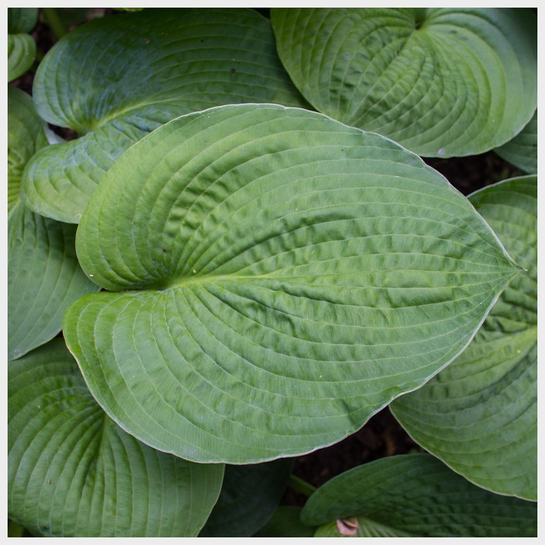 Hosta Ryans Big One - Funkia 1L