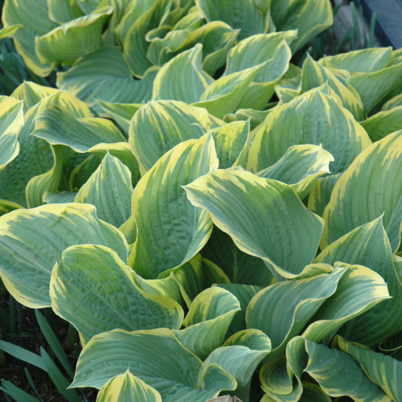 Hosta Sagae - Funkia 1L