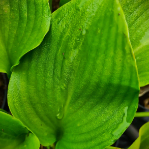 Hosta Shiny Sonata - Funkia 1L