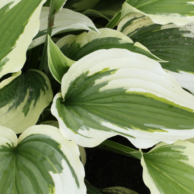 Hosta Silk Road - Funkia 1L