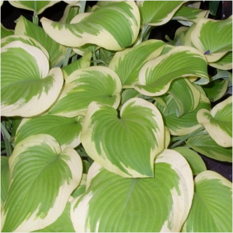 Hosta Spring Morning - Funkia