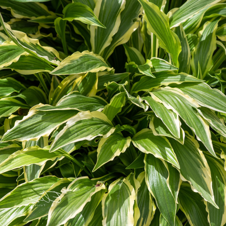 Hosta Stiletto - Funkia
