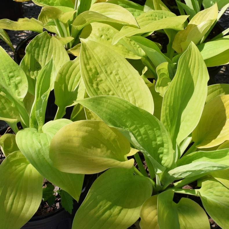 Hosta Sunny Halcyon - Funkia 1L