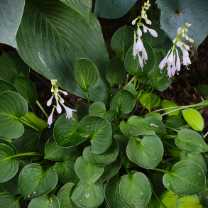 Hosta Teaspoon - Funkia 