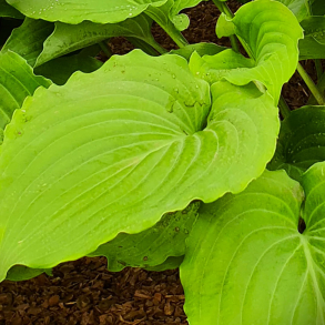  Hosta The Fonz - Funkia