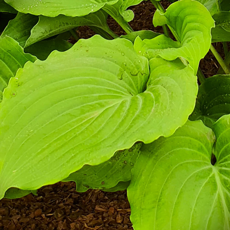  Hosta The Fonz - Funkia