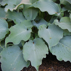 Hosta Titanium - Funkia 1L