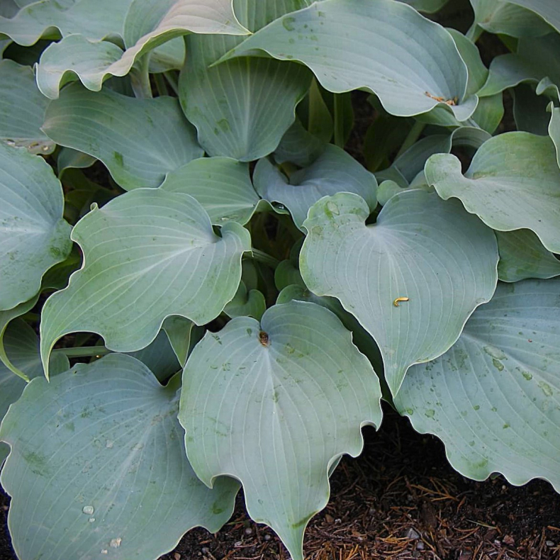 Hosta Titanium - Funkia 1L