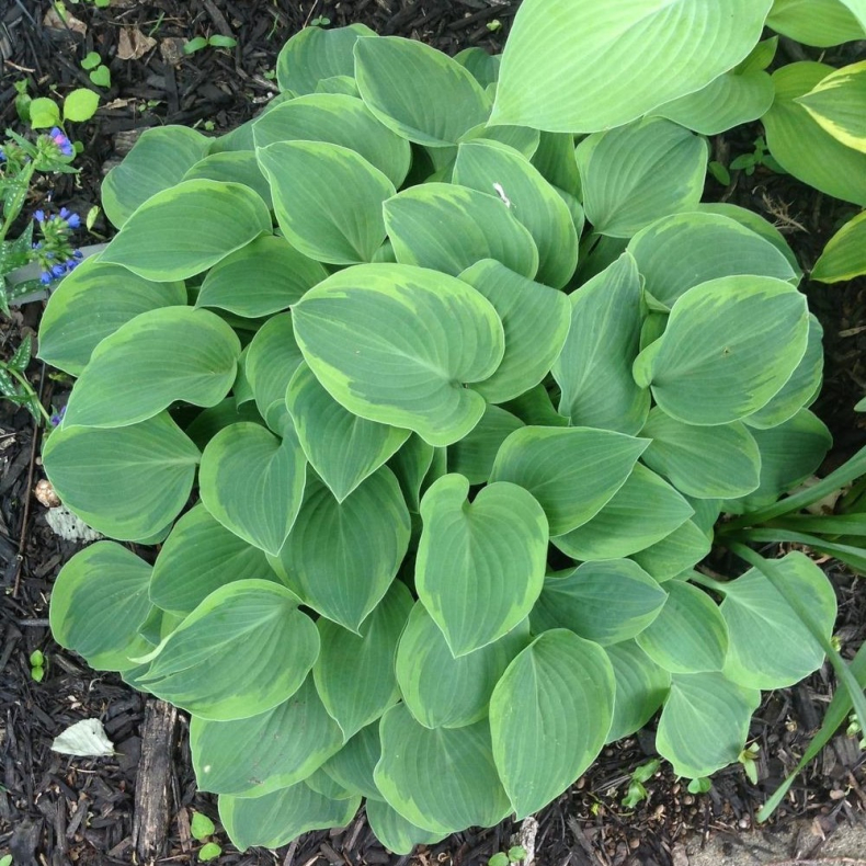 Hosta Toy Soldier - Funkia 
