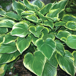 Hosta Victory - Funkia 1L