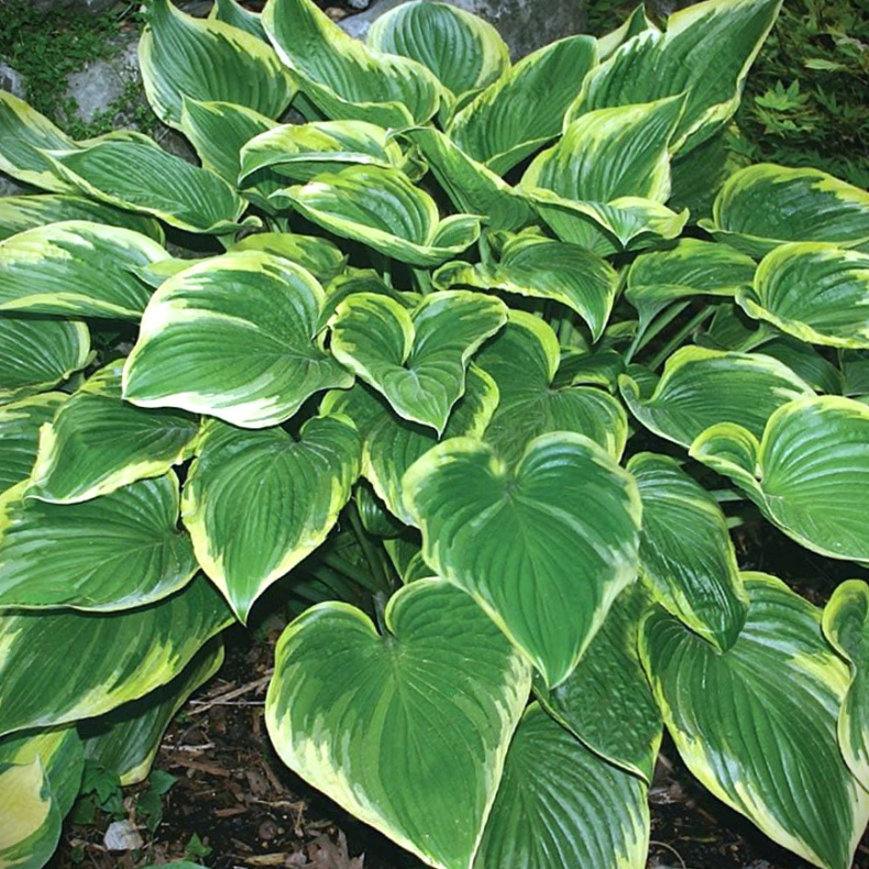 Hosta Victory - Funkia 1L