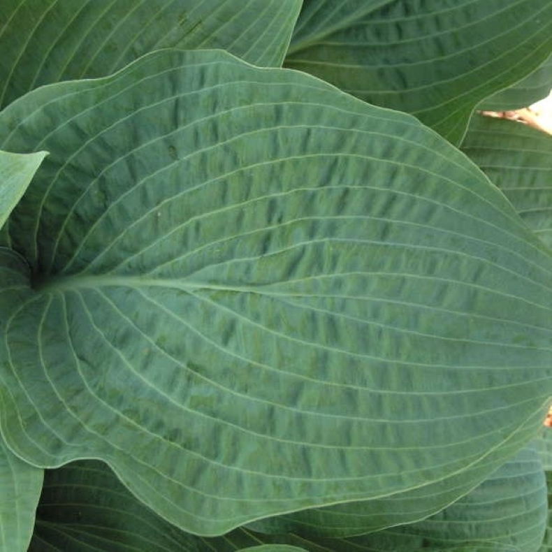 Hosta Wheaton Blue - Funkia 1,5L