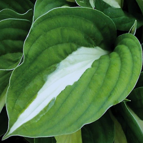 Hosta White Bikini - Funkia