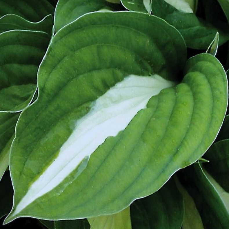 Hosta White Bikini - Funkia