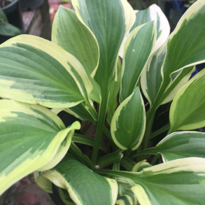 Hosta Winter Warrior - Funkia