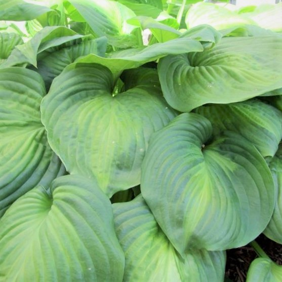 Funkia Hosta Avocado stauder bunddække hosta