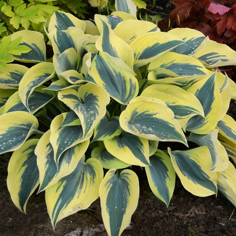 Hosta hybrida Autumn Frost - Funkia