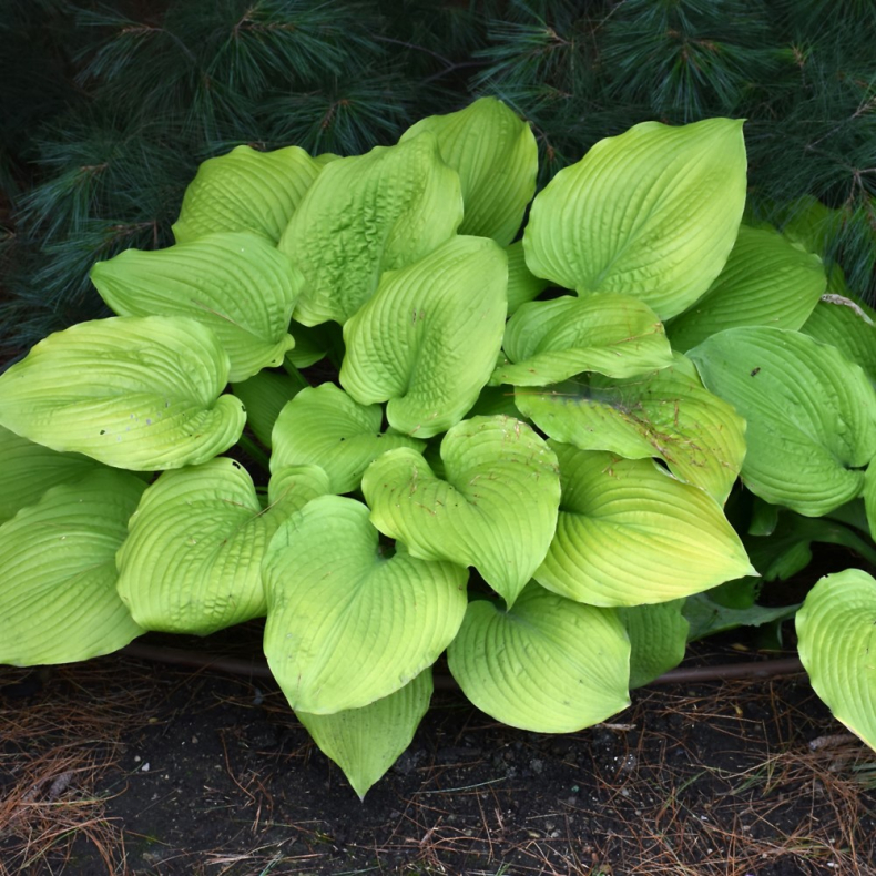 Hosta hybrida Coast to Coast - Funkia