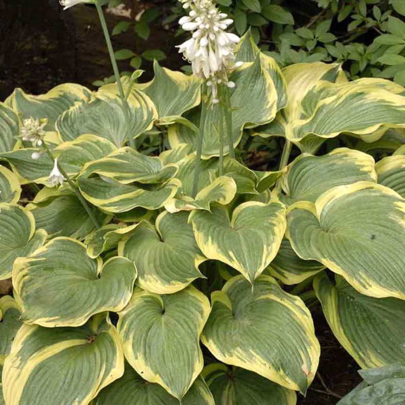 Hosta hybrida Earth Angel - Funkia