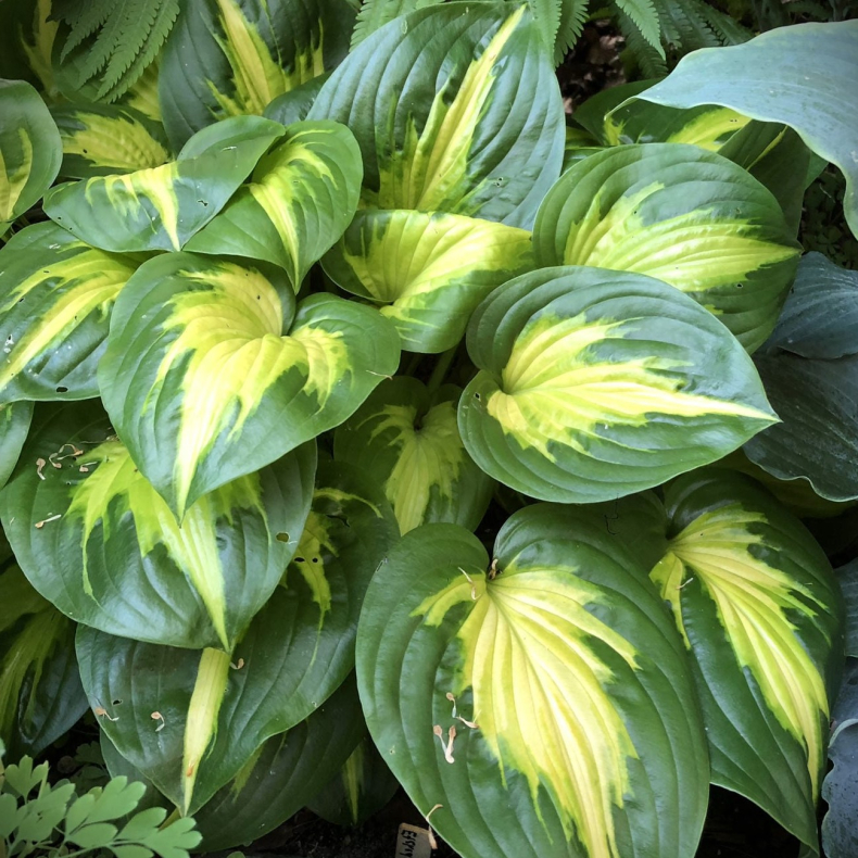 Hosta hybrida Etched Glass - Funkia