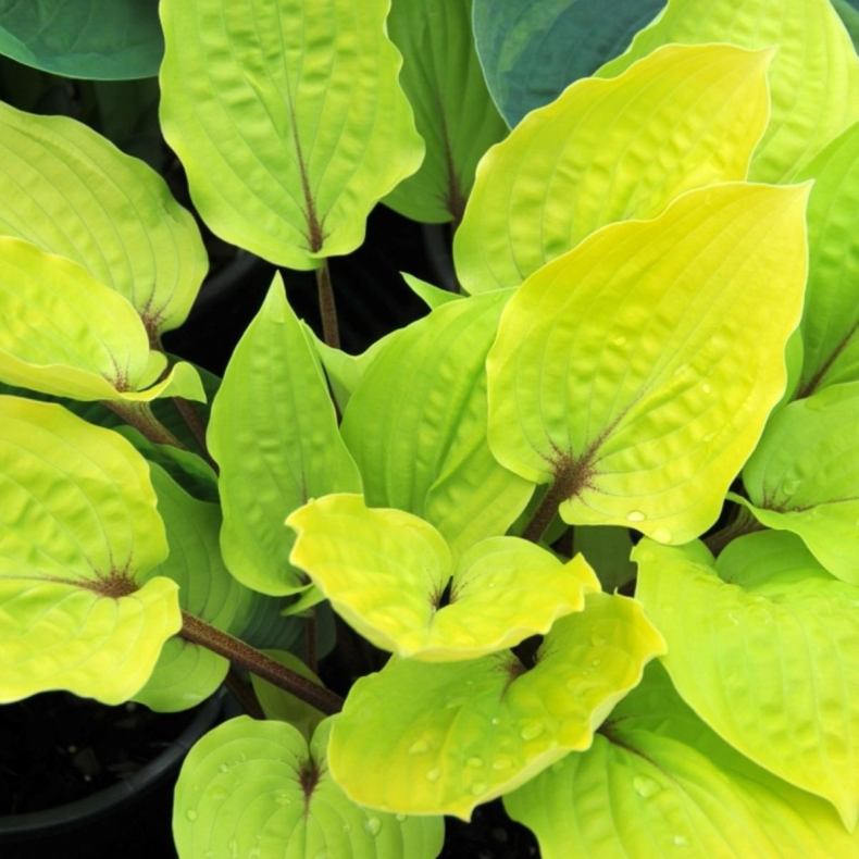 Hosta hybrida Fire Island - Funkia