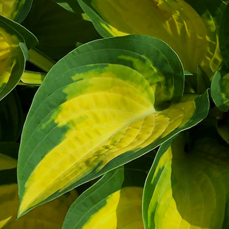 Hosta hybrida Happy Dayz - Funkia