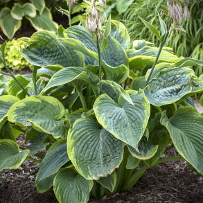 Hosta hybrida Wu-La-La - Funkia 2L