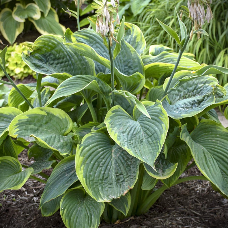 Hosta hybrida Wu-La-La - Funkia 2L