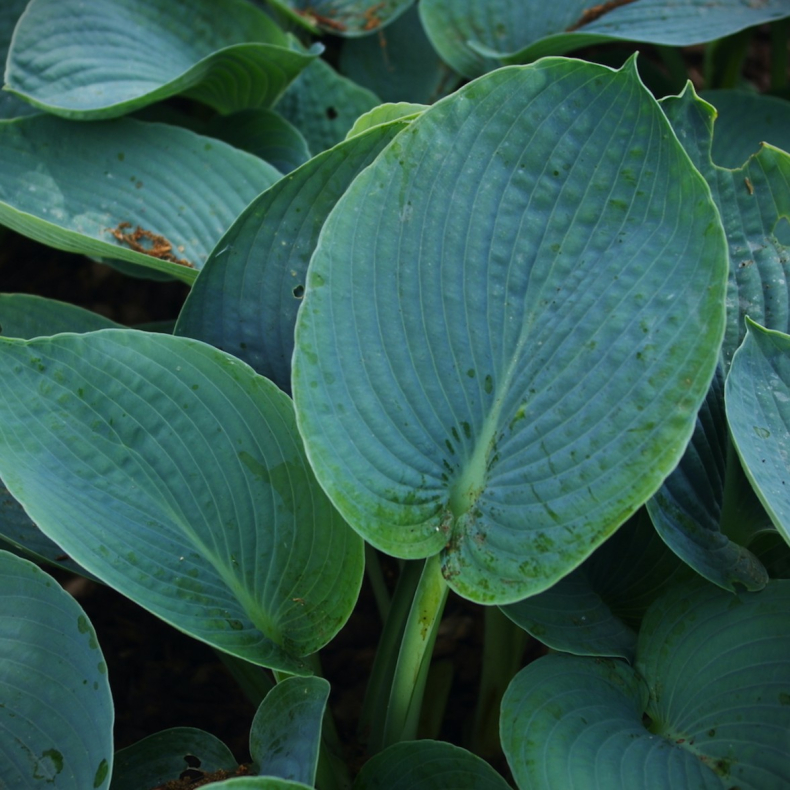 Hosta sieboldiana Buckshaw Blue 
