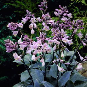 Hosta tardiana Halcyon - Funkia 1L