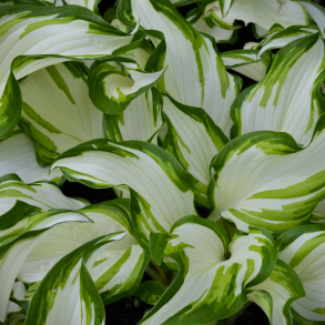 Hosta undulata Univittata - Funkia 1L