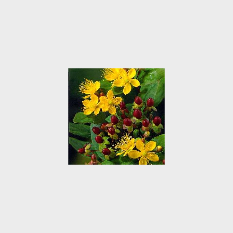 Hypericum inodorum Annabel - Perikon