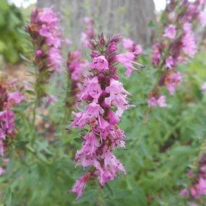 Hyssopus officinalis Roseus - Isop