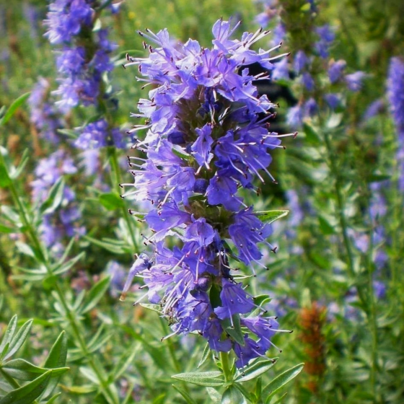 Hyssopus officinalis - Isop
