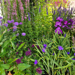 Gavekort til stauder