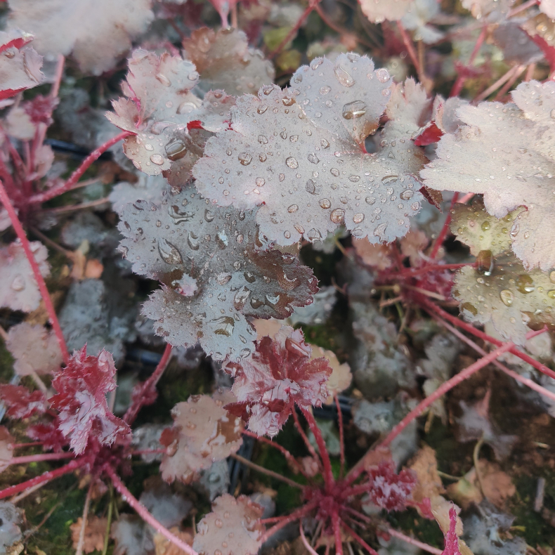 Heuchera hybrida Blackberry - Alunrod