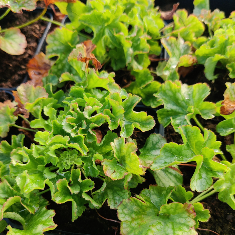 Heuchera hybrida Winterberry - Alunrod