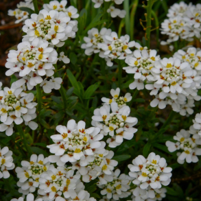 Iberis sempervirens Alexanders White - Almindelig sl�jfeblomst - Snepude