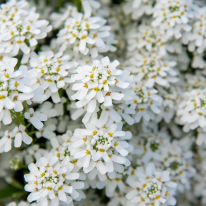 Iberis sempervirens Fishbeck - Sl�jfeblomst