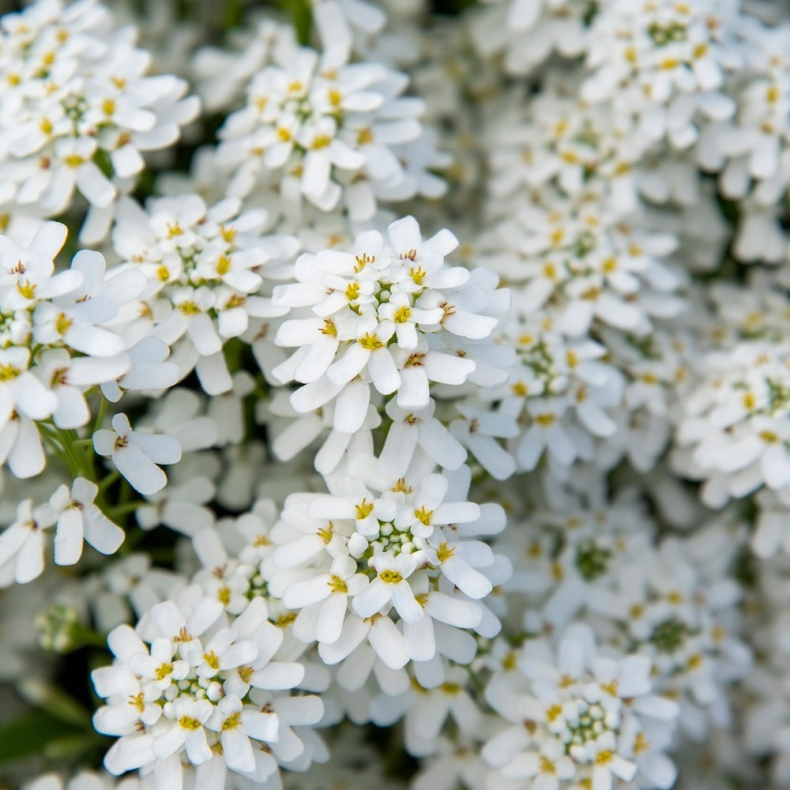 Iberis sempervirens Fishbeck - Sl�jfeblomst