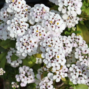 Iberis sempervirens Masterpiece - Sl�jfeblomst