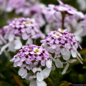 Iberis sempervirens Pink Ice -  Sl�jfeblomst