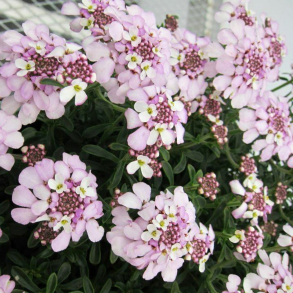 Iberis sempervirens Pink Ice -  Sl�jfeblomst