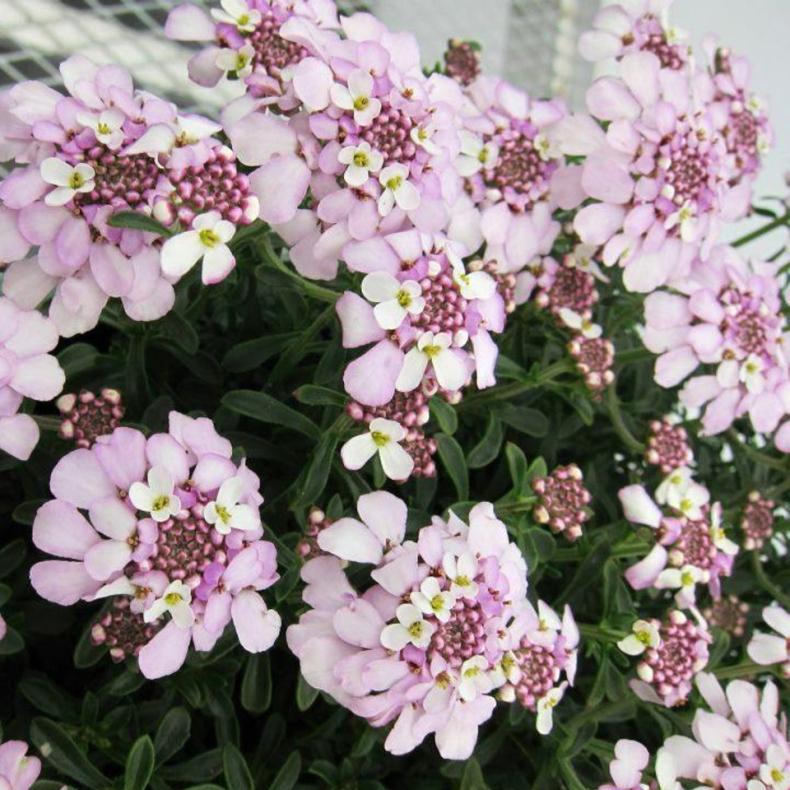 Iberis sempervirens Pink Ice -  Sl�jfeblomst