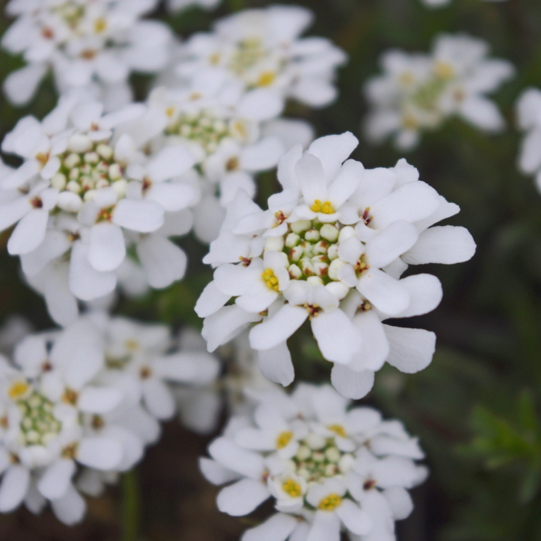 Iberis sempervirens Weisser Zwerg  - Sl�jfeblomst
