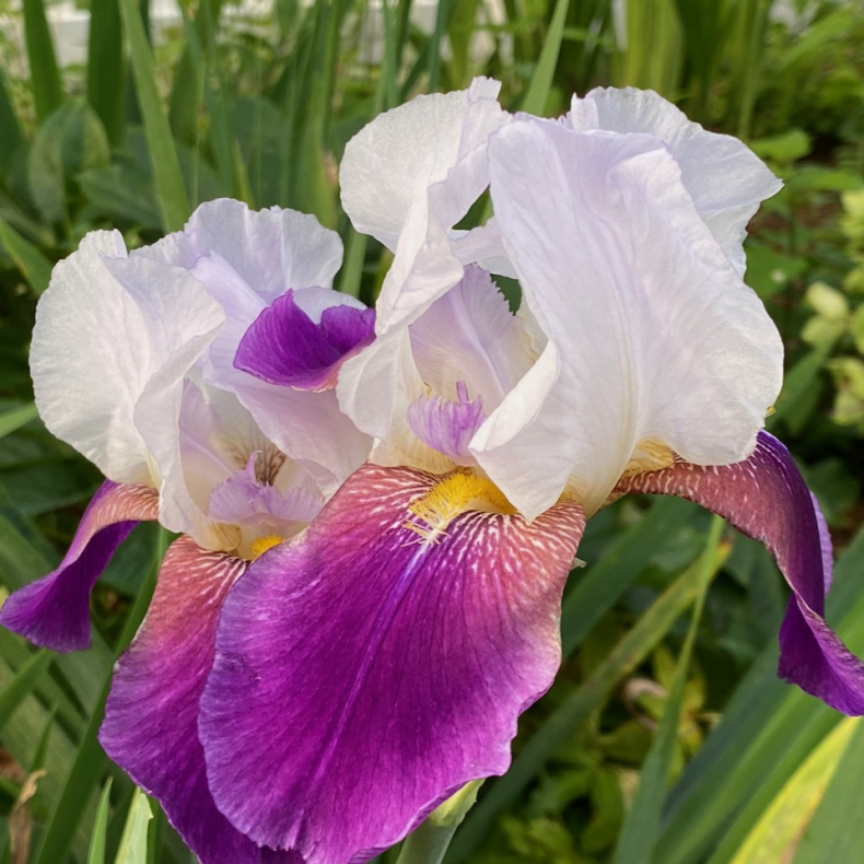 Iris germanica Helen Collingwood -  Haveiris 1L