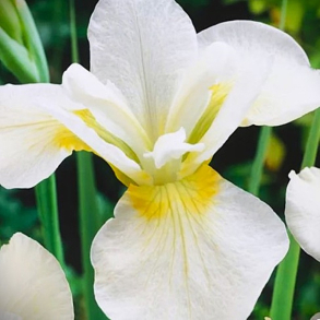 Iris sibirica Babylon - Sibirisk Iris 2L