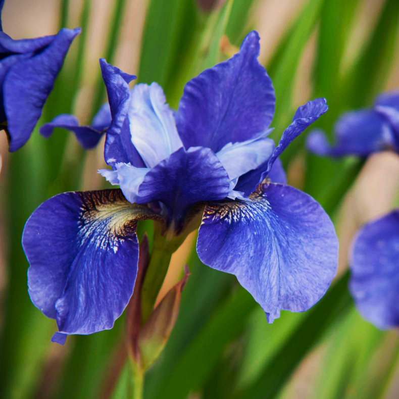 Iris sibirica Blue Pennant - Sibirisk Iris 2L