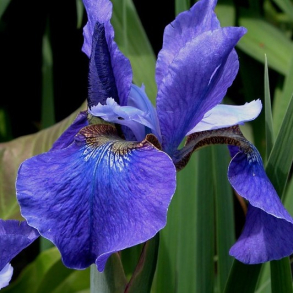 Iris sibirica Blue Pennant - Sibirisk Iris 2L
