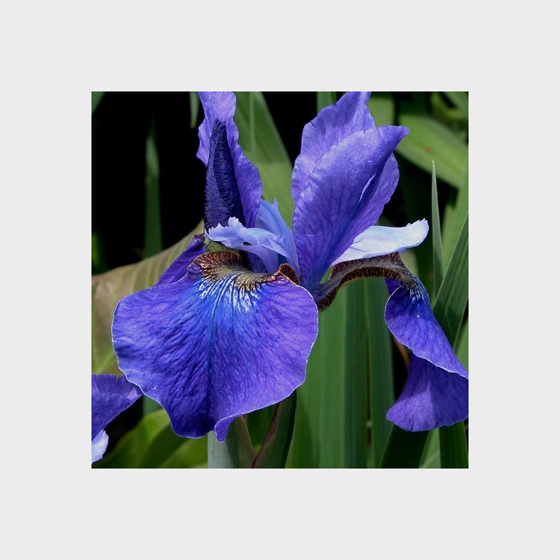 Iris sibirica Blue Pennant - Sibirisk Iris 1L